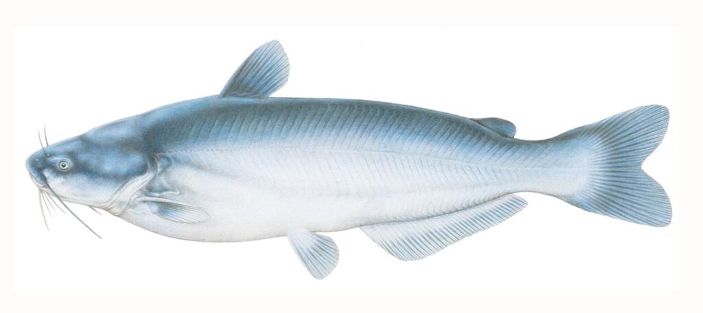 Illustration of a blue catfish.