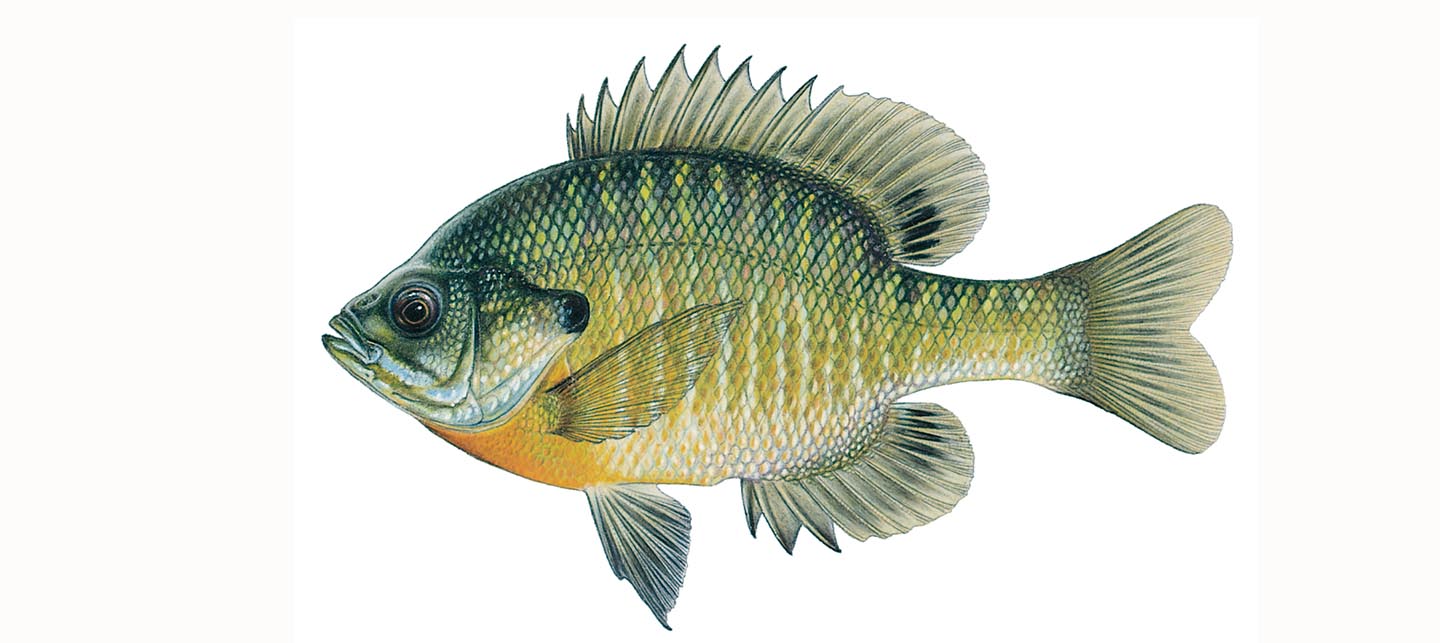 Green sunfish - Wikipedia