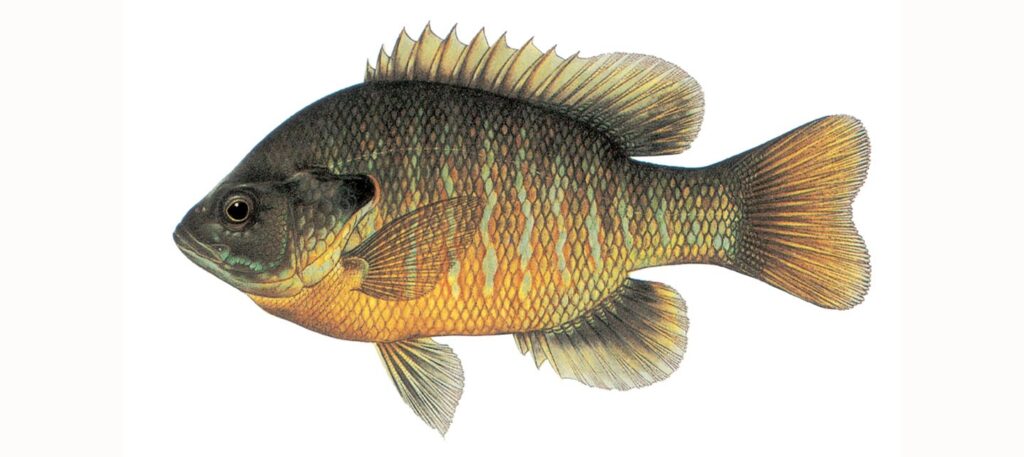 Illustration of a bluegill/green sunfish hybrid.