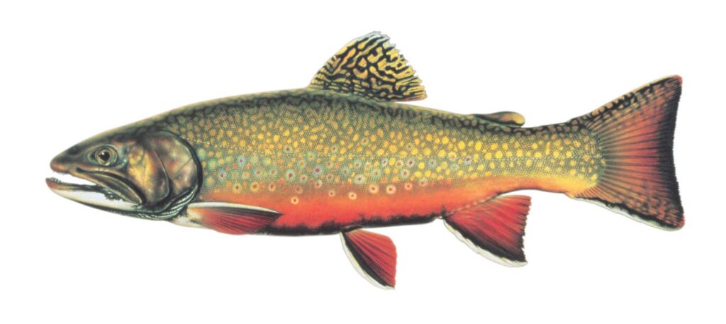 Illustration of a brook trout.