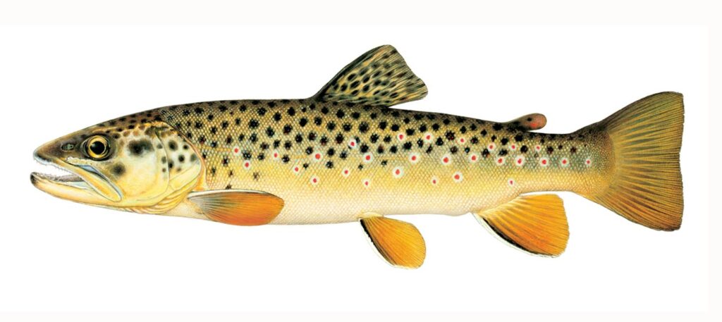 Illustration of a brown trout.