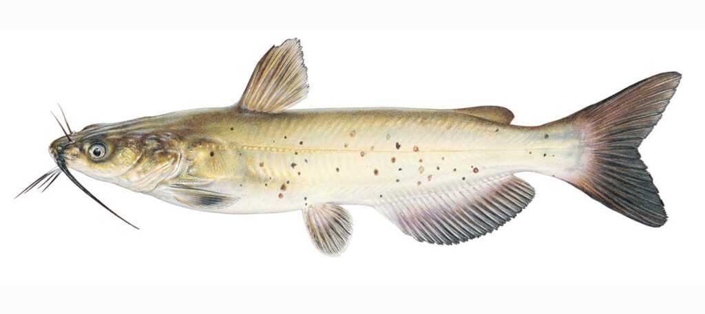Illustration of a channel catfish.