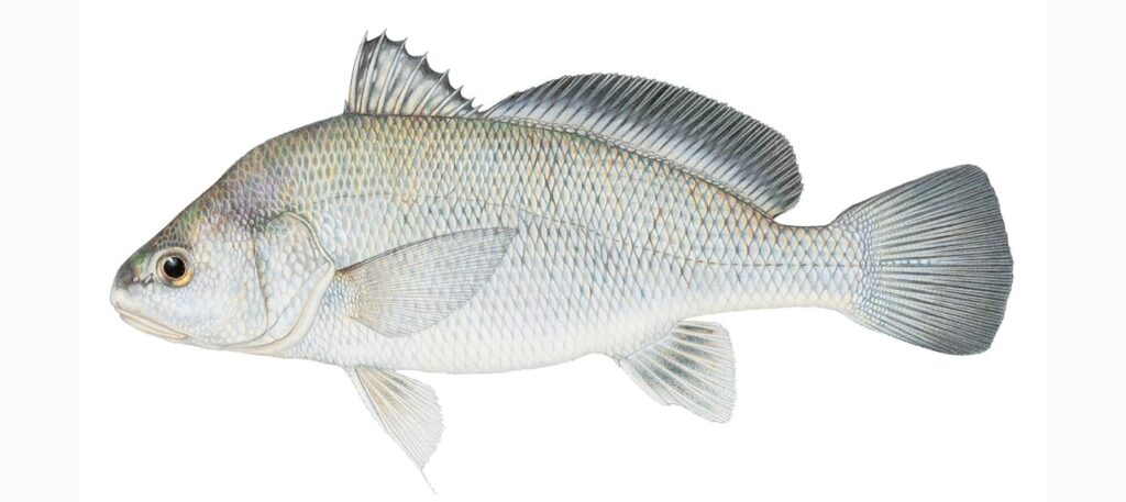 Illustration of a freshwater drum