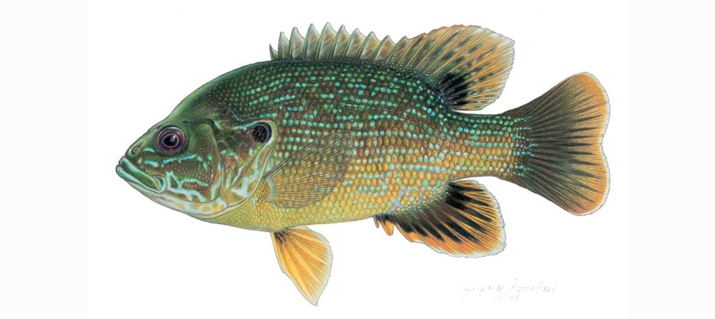 Illustration of a green sunfish.