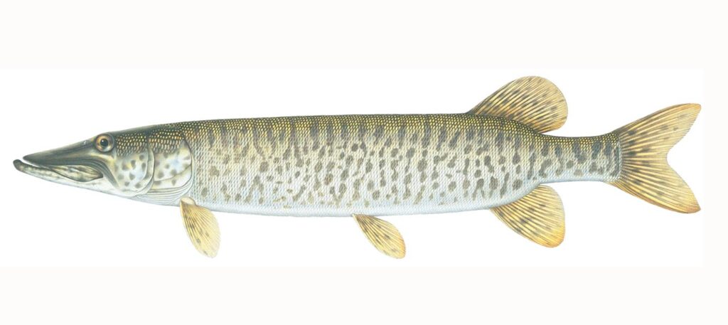 Illustration of a muskellunge.