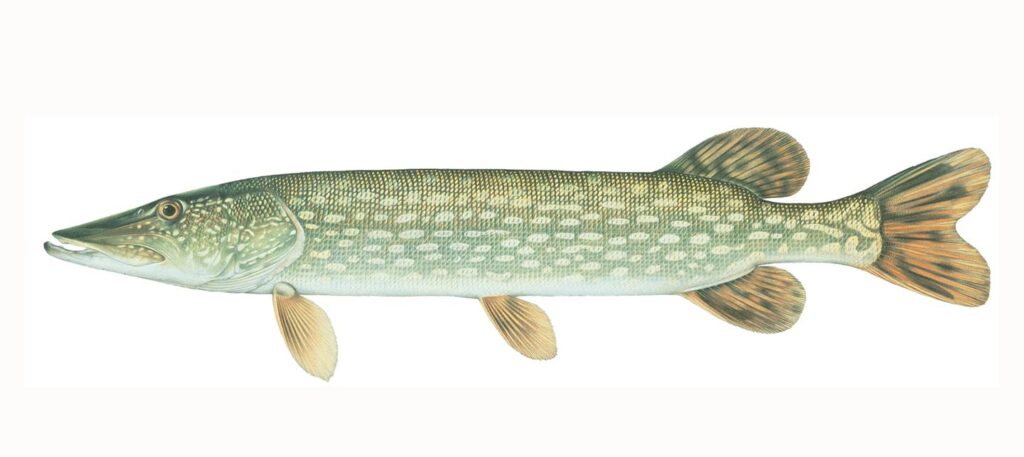 Illustration of a northern pike.