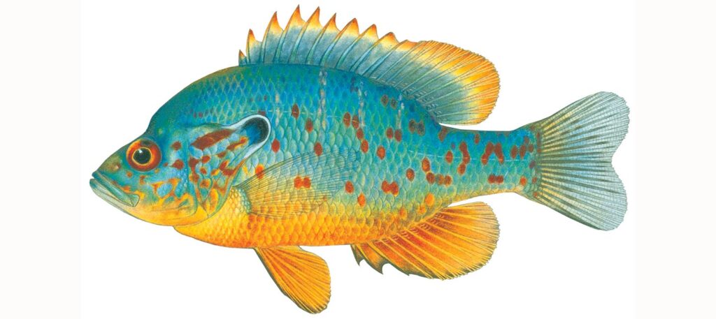 Illustration of a orangespotted sunfish.
