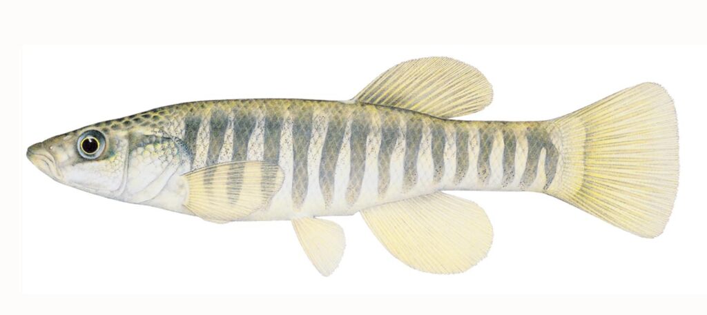 Illustration of a Northern plains killifish.