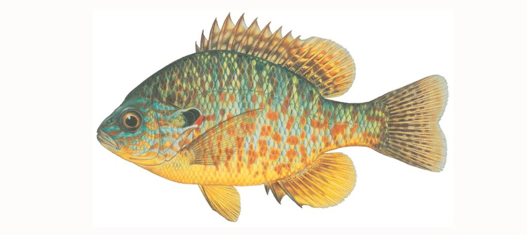 Illustration of a pumpkinseed fish.