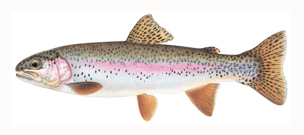 Illustration of a rainbow trout.