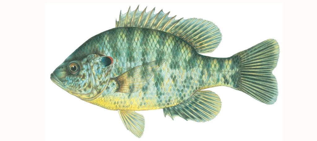 Illustration of a redear sunfish.