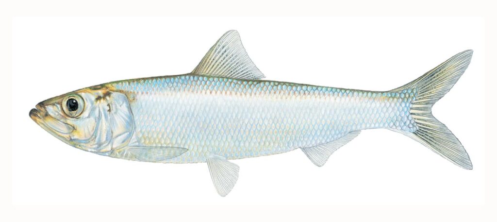 Illustration of skipjack herring.