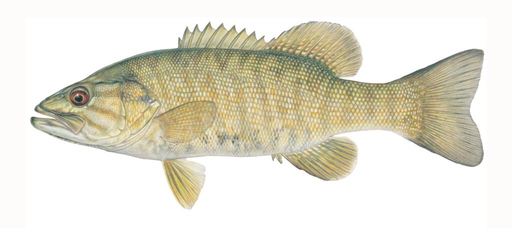 Illustration of a smallmouth bass.