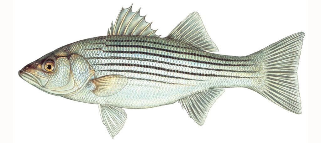 Illustration of a striped bass.