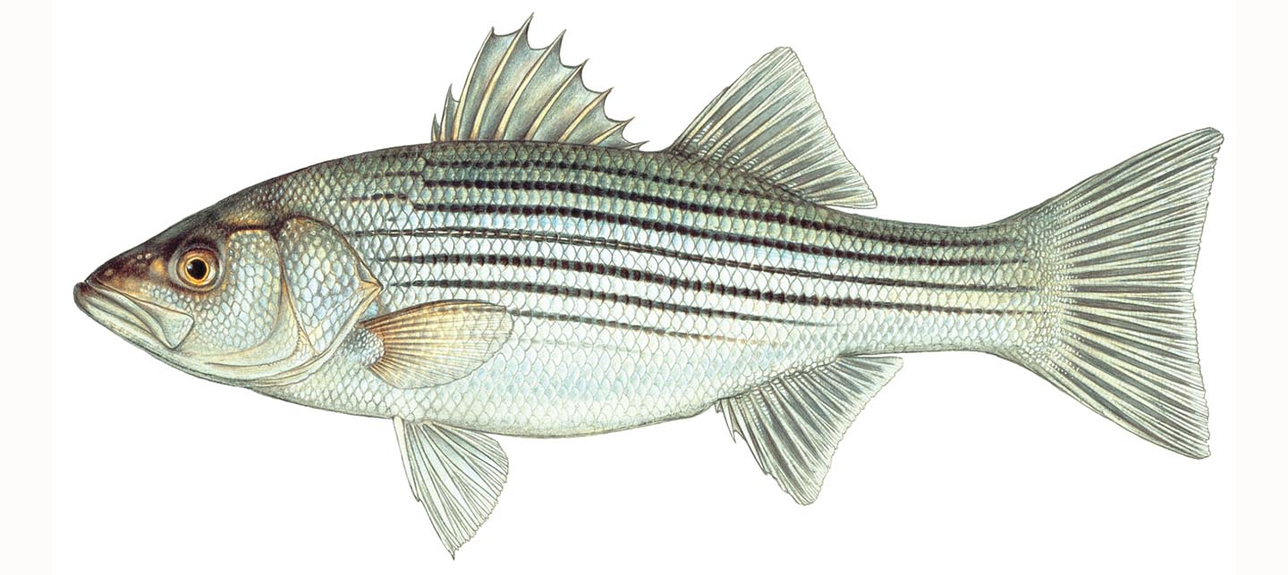 Read More: Temperate Bass