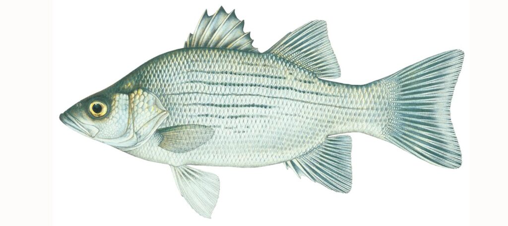 Illustration of a white bass.