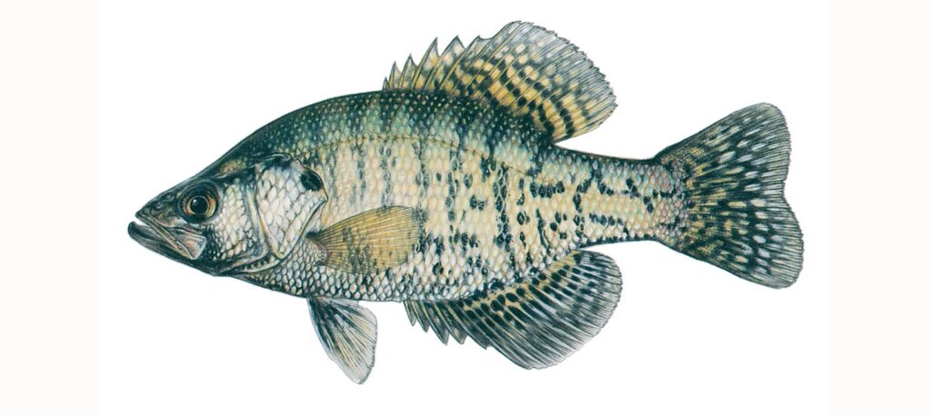 Illustration of a white crappie.