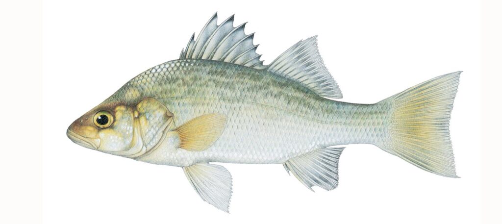 Illustration of a white perch.