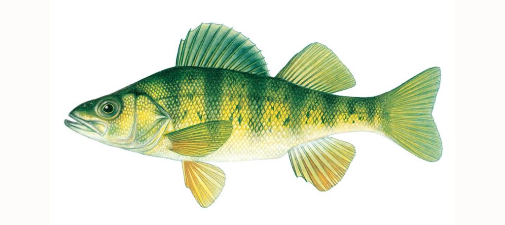 Illustration of a yellow perch.