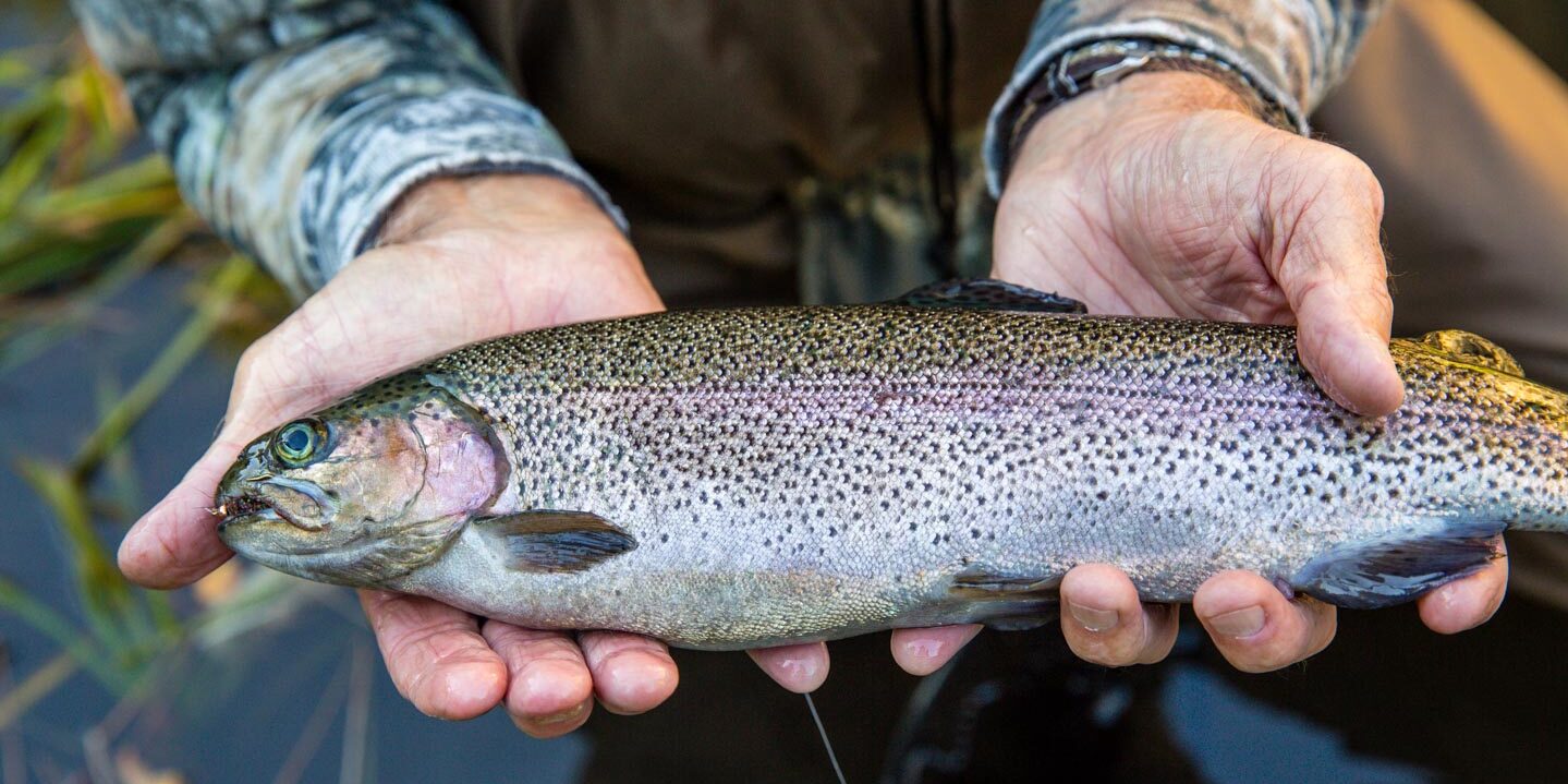 Fishing for rainbow trout - State Parks Blogs