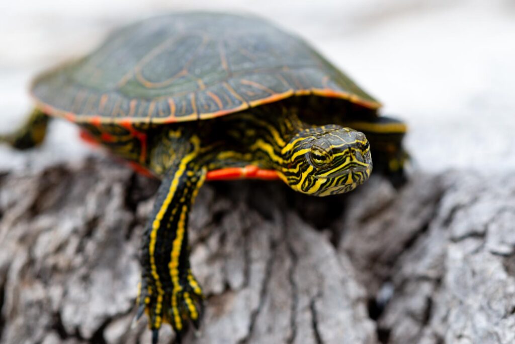 A turtle walking on a log.