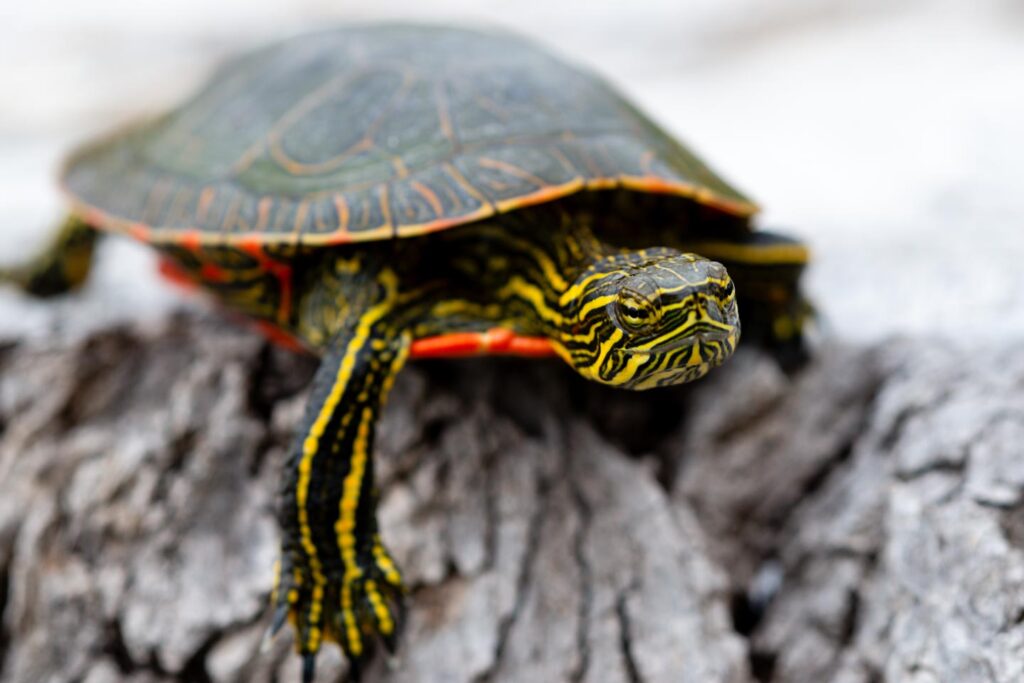 Reptiles and Amphibians  Nebraska Game & Parks Commission