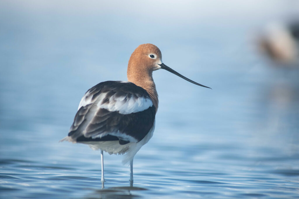 An American avocet stands in a shallow wetland.
