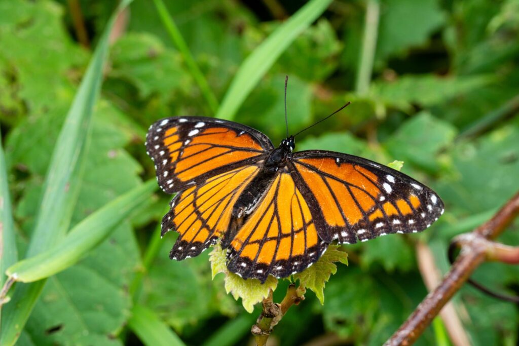Viceroy butterfly on a plant