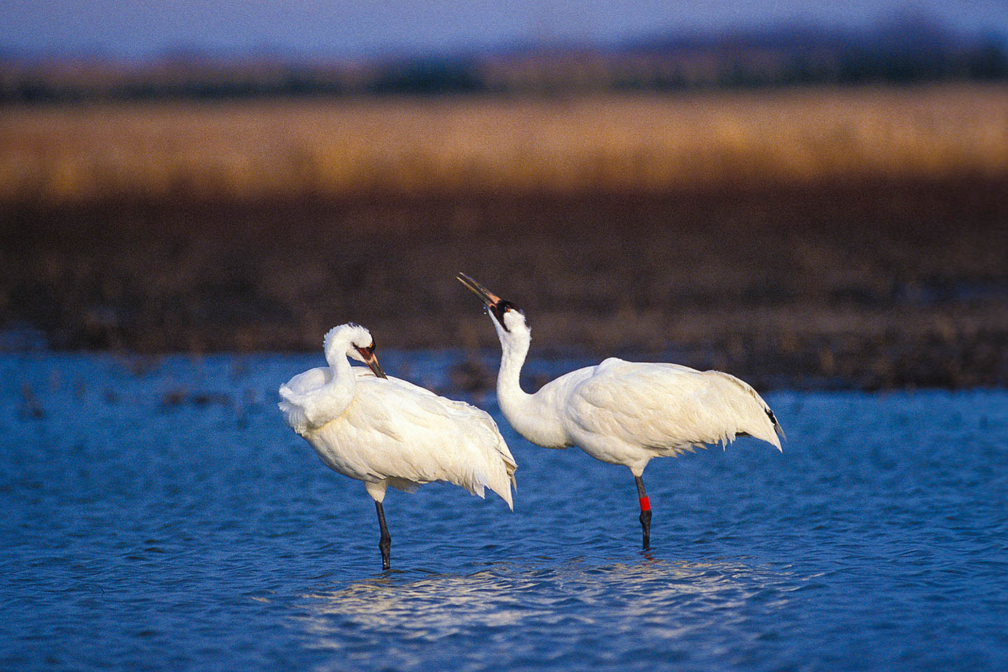 Read More: Whooping crane reporting
