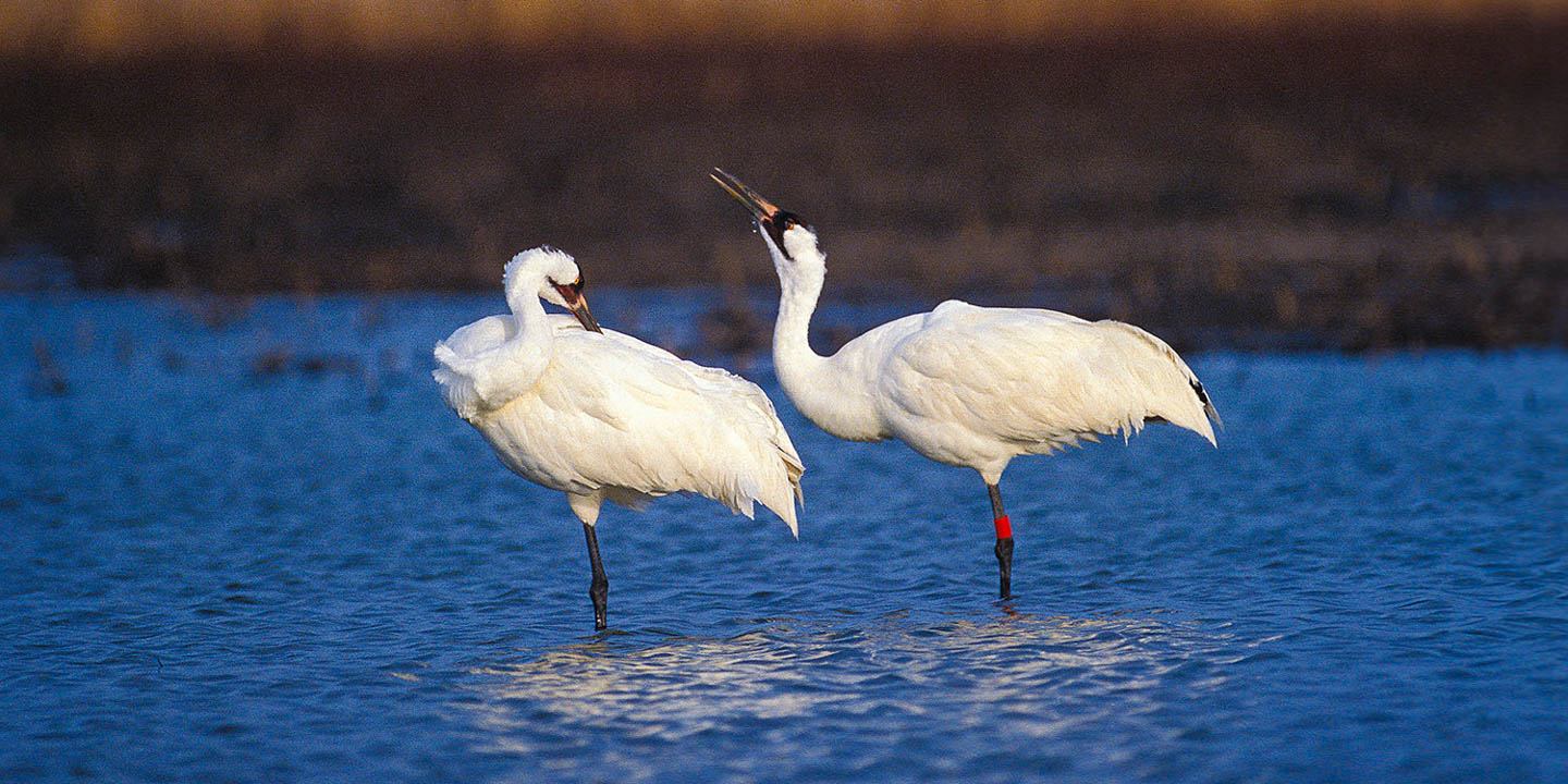 Tracking the Whooping Crane Migration 2023: Dates And Locations  