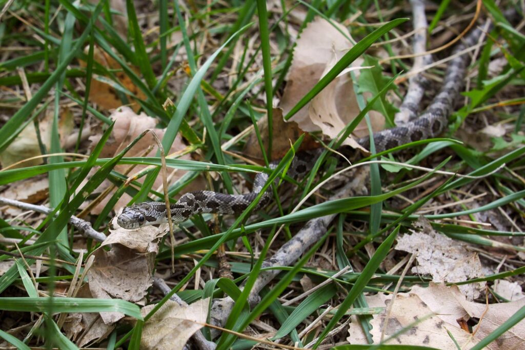 Western rat snake in grass,