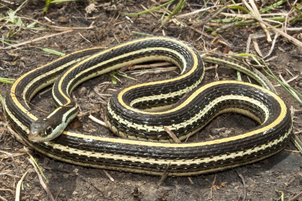 Western ribbon snake on the ground.