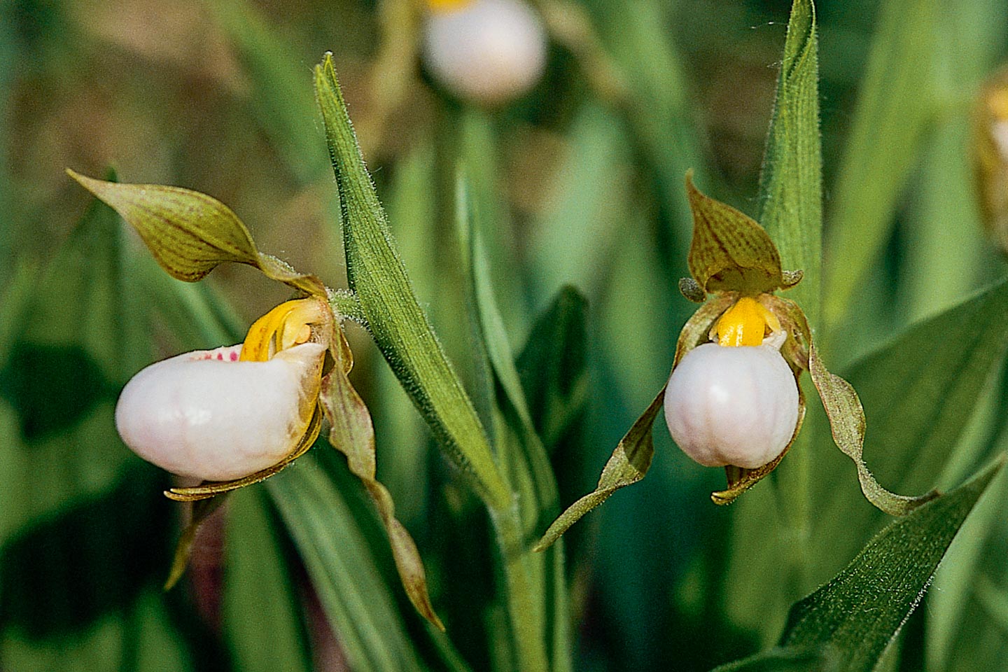 Small White Lady's Slippers
