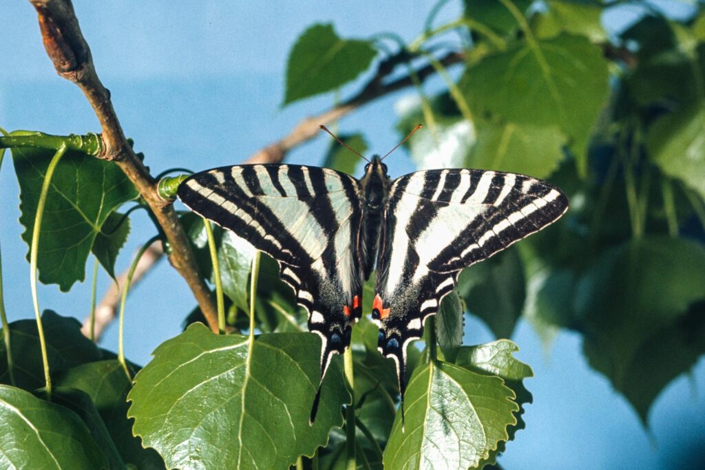 Zebra swallowtail butterfly on a tree branch