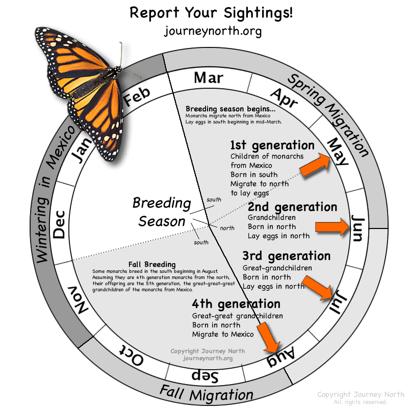 infographic calendar wheel shows the migration and breeding seasons of the monarch throughout the year