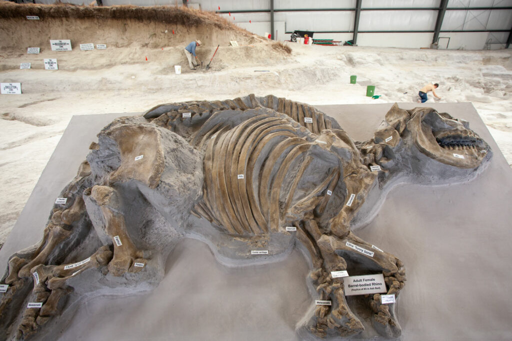 Archeologists work at Ashfall Fossil Bed State Historical Park with ancient animal fossil in foreground.