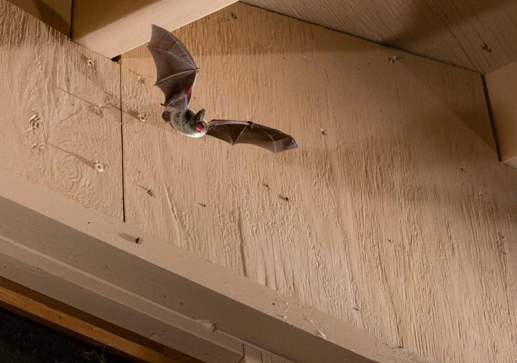 A bat taking flight near a building.