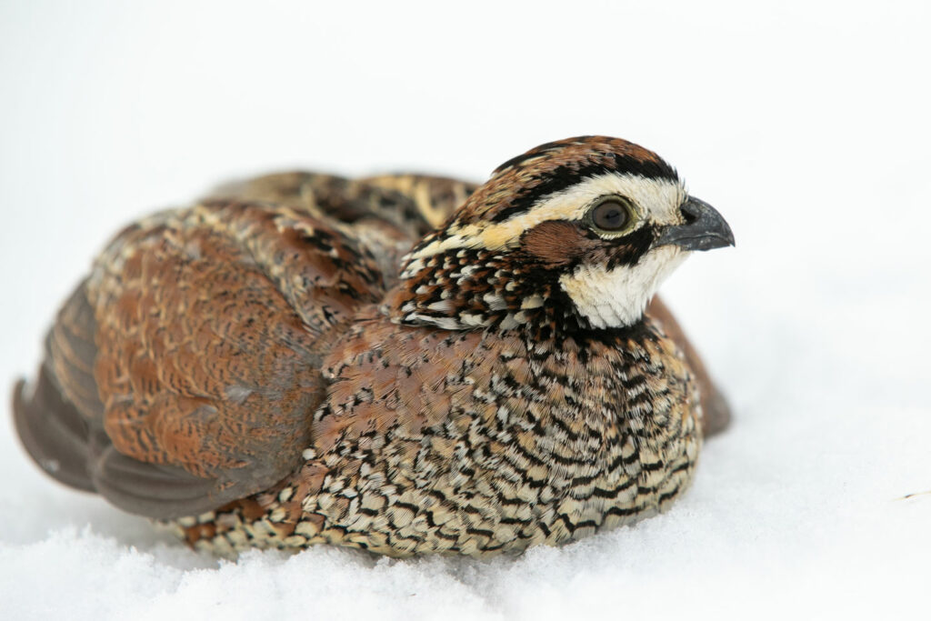 A northern bobwhite quail sits in the snow.