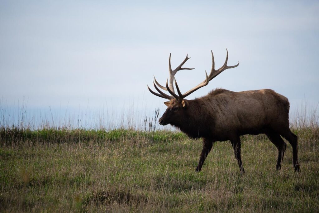 A bull elk in a grassy field.