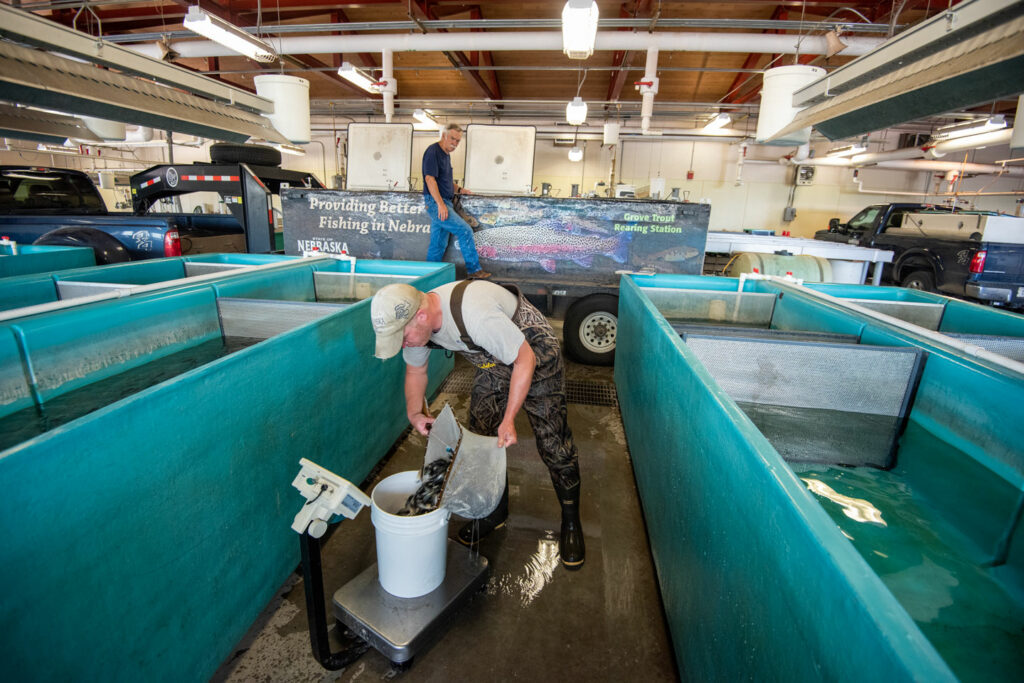 A fisheries biologist moves rainbow fish from a rearing tank to a stocking truck at a Nebraska fish hatchery.