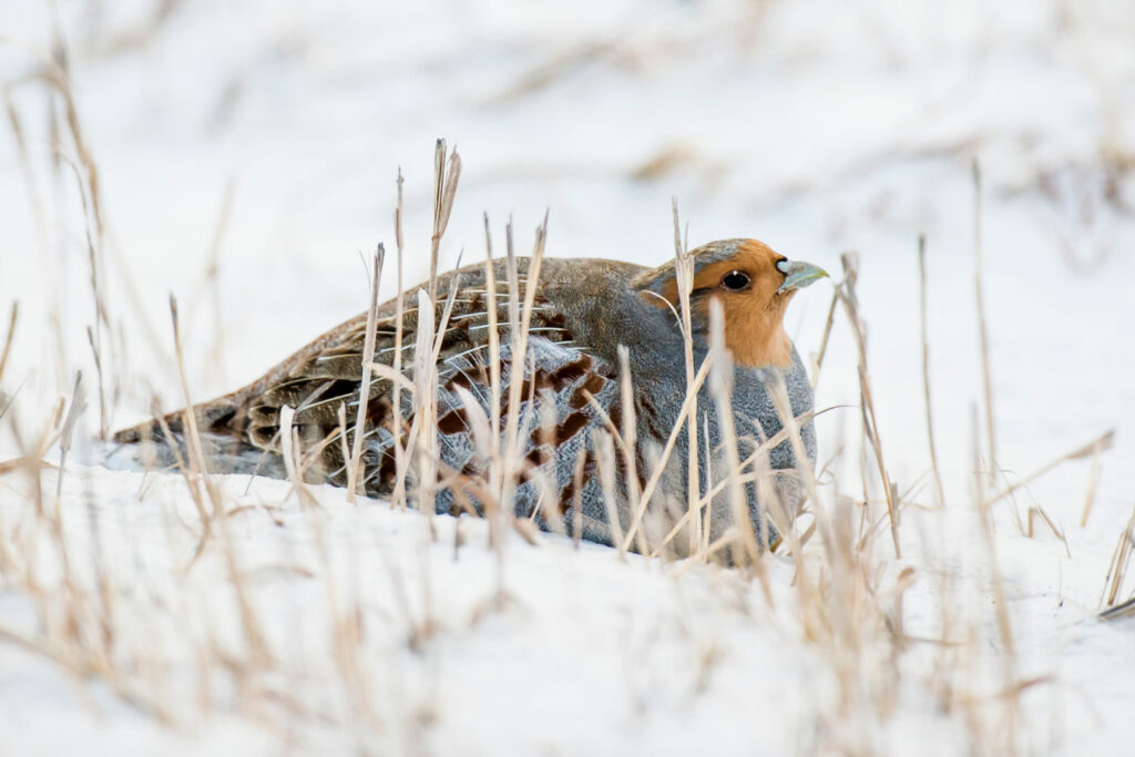 A gray partridge hunkers down in the snow-covered plains.