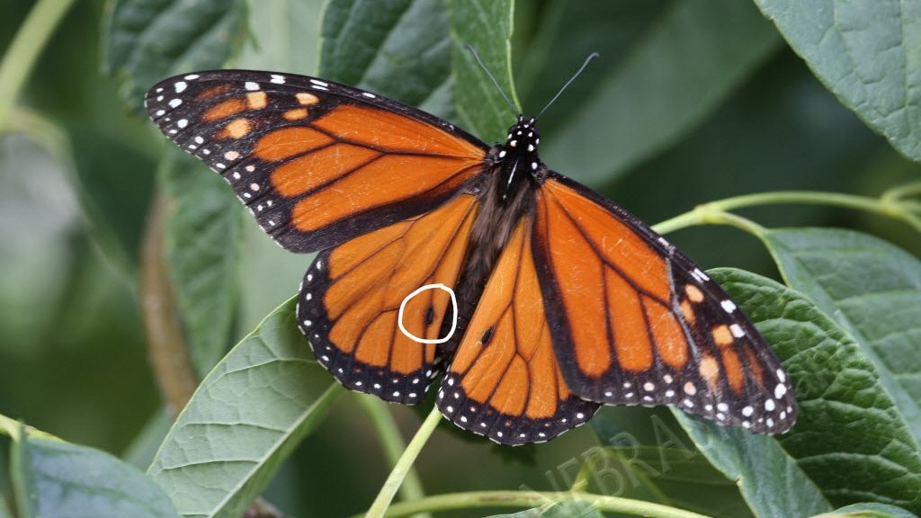 Male monarch on bush