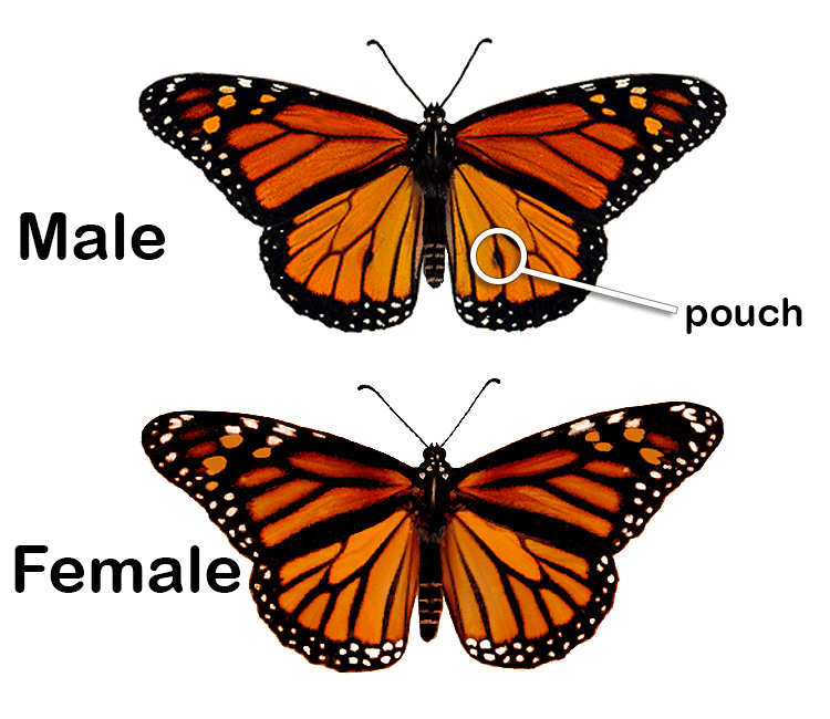 diagram shows a male monarch and a female monarch and points to the physical difference on their hind wings