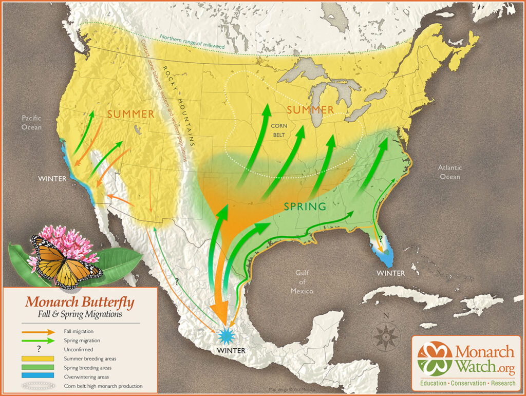 map of the United States and Mexico shows the migration of the monarch butterfly