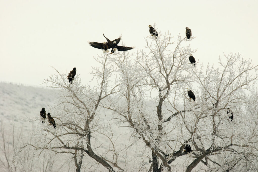 A brood of bald eagles perch in a tree during winter at Lake Ogallala SRA.