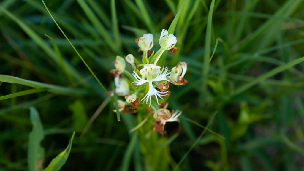 Blooming western prairie fringed orchid