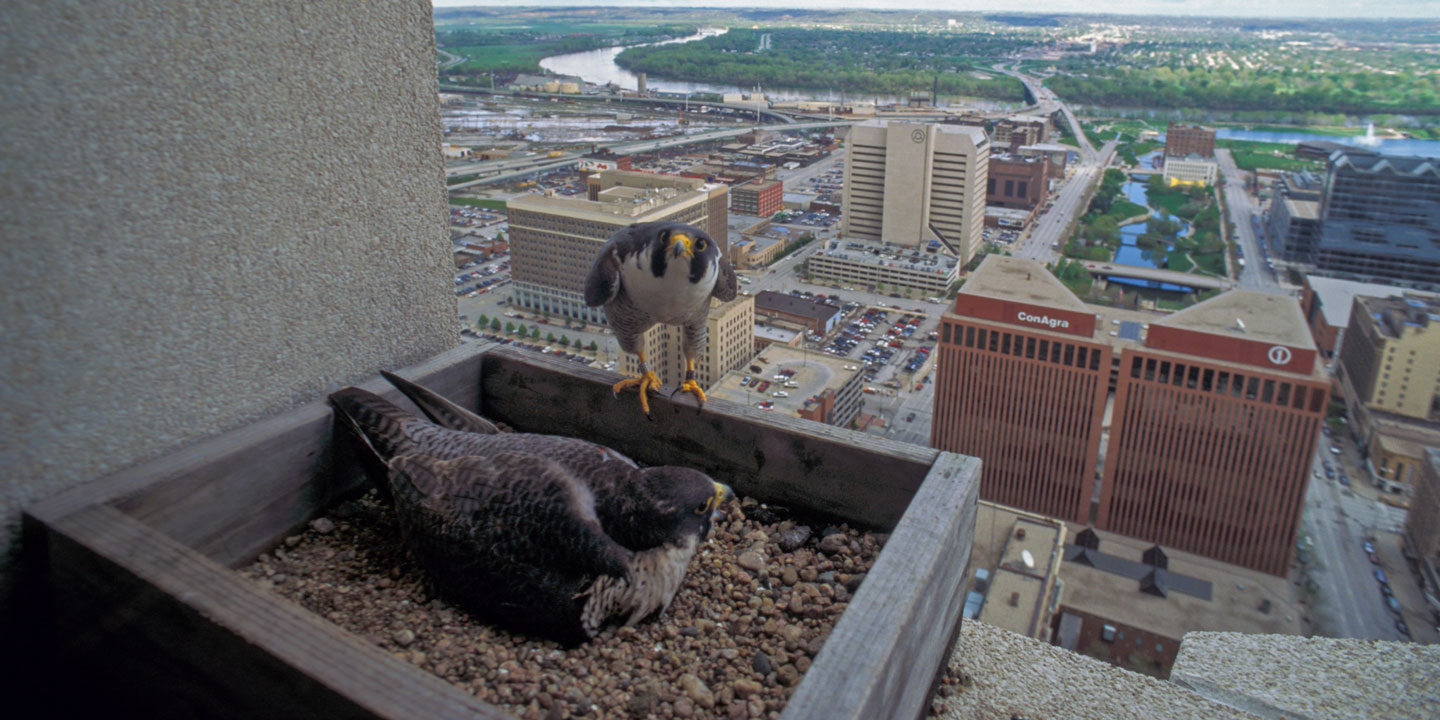 The 7 Biggest 'Blue Falcons' in US Military History, Jobs for Veterans