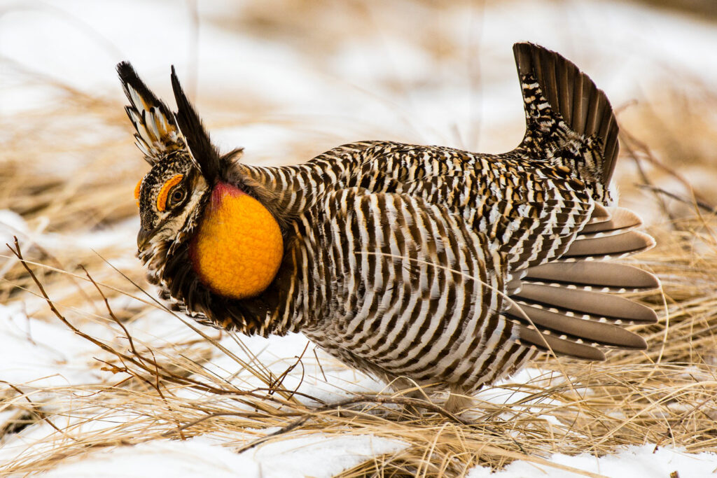 A male greater prairie chicken stands on a lek during mating season.