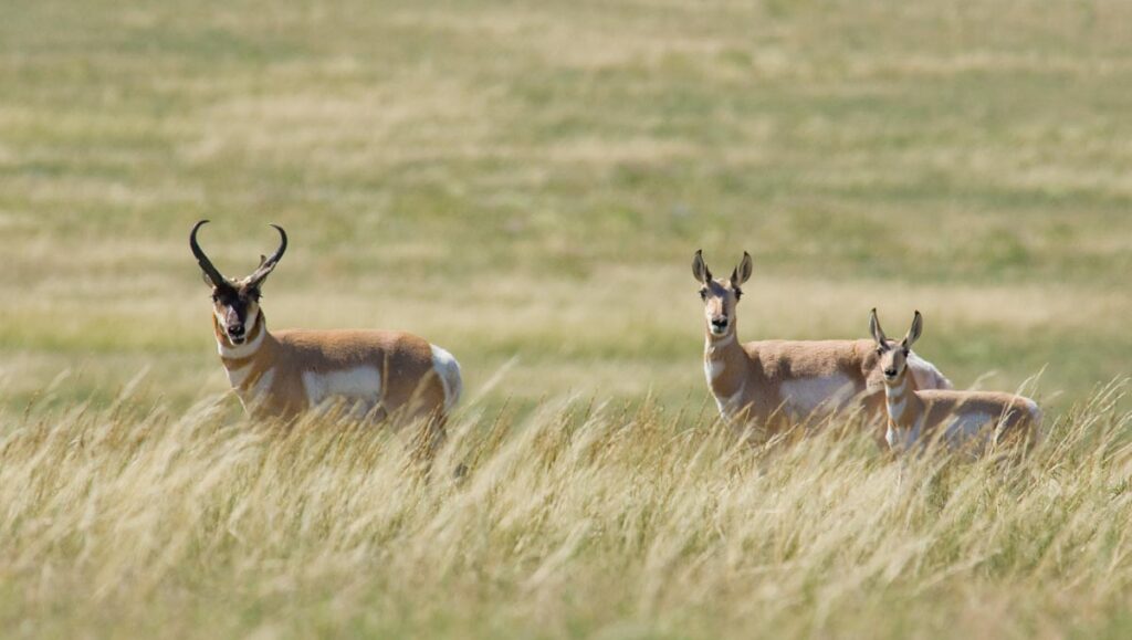 Three pronghorn in a grassy field.