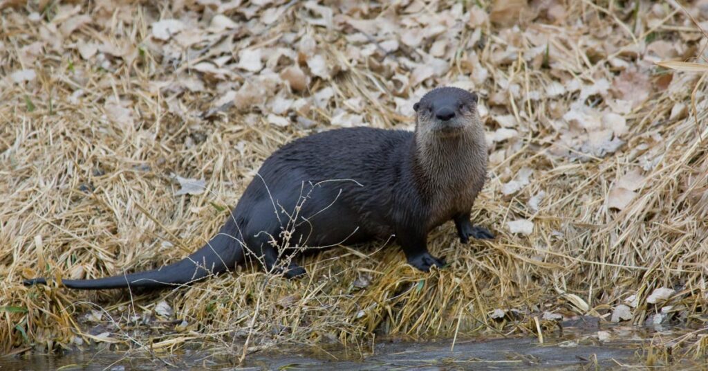 A river otter on a riverbank.